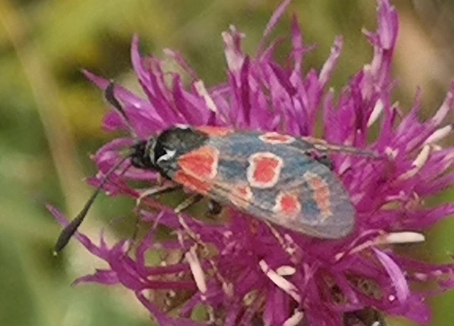 Zygaena carniolica - fehérgyűrűs csüngőlepke