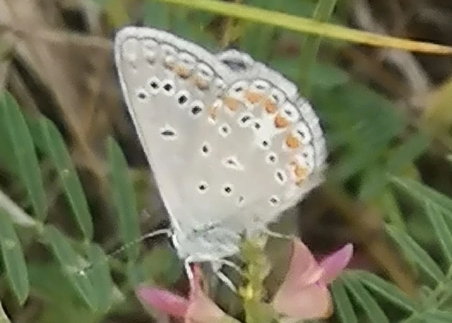 Polyommatus thersites - ibolyaszín boglárka