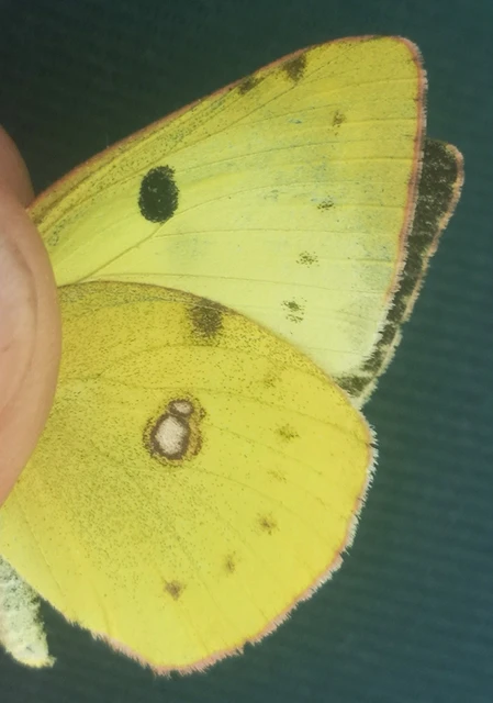 Colias