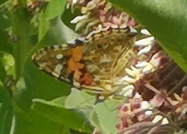 Vanessa cardui - bogáncslepke