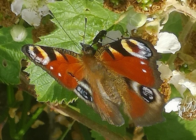Nymphalis io - nappali pávaszem