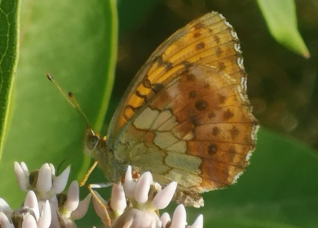 Brenthis daphne - málna-gyöngyházlepke