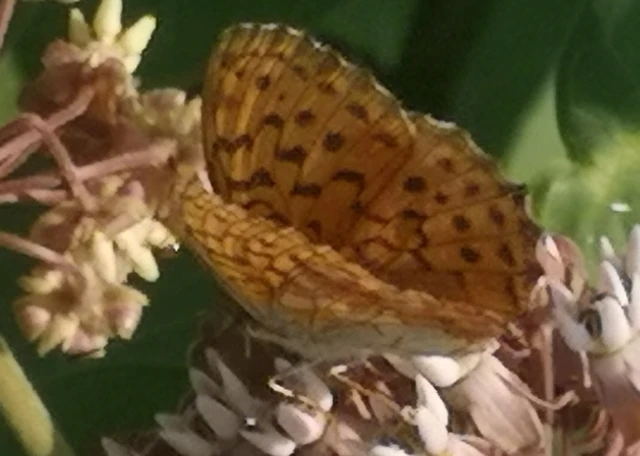 Brenthis daphne - málna-gyöngyházlepke