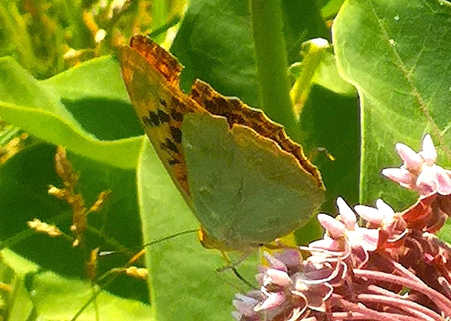 Argynnis pandora - zöldes gyöngyházlepke