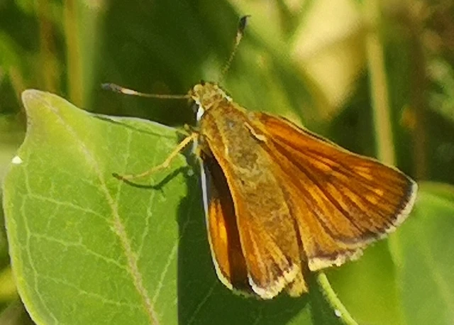 Ochlodes sylvanus - erdei busalepke