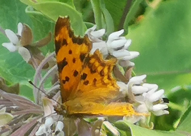 Nymphalis c-album - C-betűs lepke