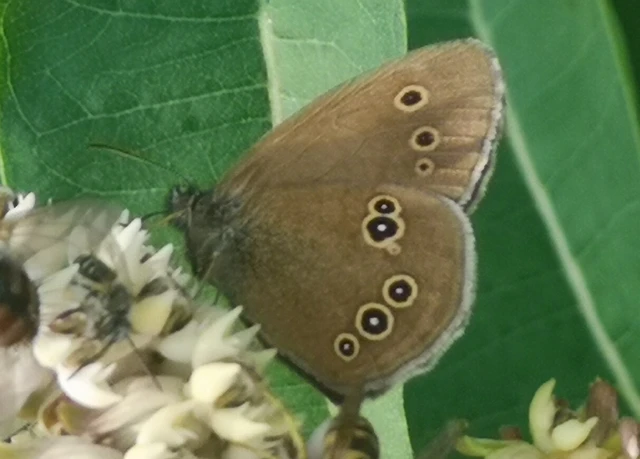 Aphantopus hyperanthus - közönséges ökörszemlepke