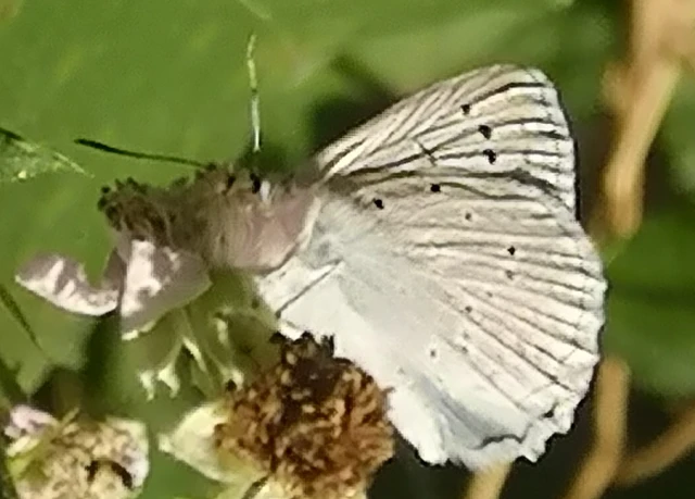 Polyommatus daphnis - csipkés boglárka