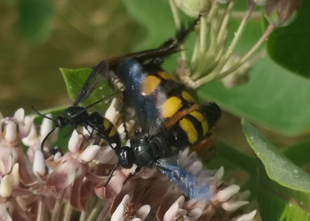 Megascolia maculata - óriás-tőrösdarázs