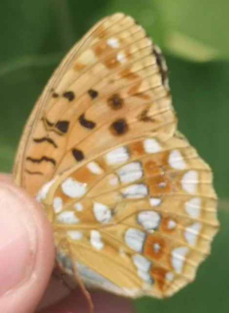 Argynnis adippe - ezüstös gyöngyházlepke