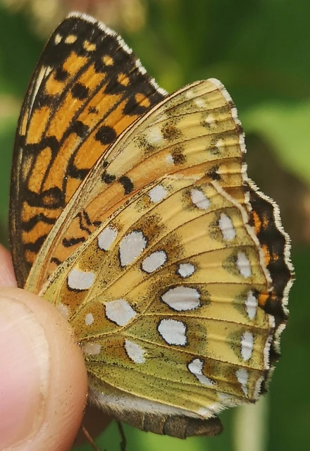 Argynnis aglaja - kerekfoltú gyöngyházlepke