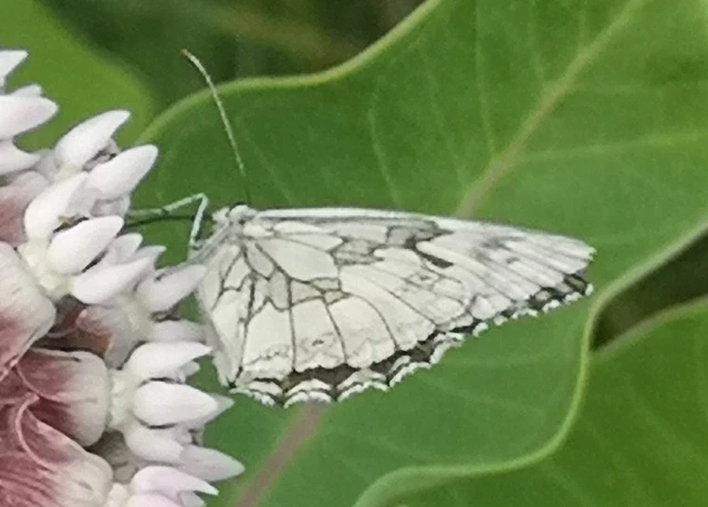 Melanargia galathea - sakktáblalepke