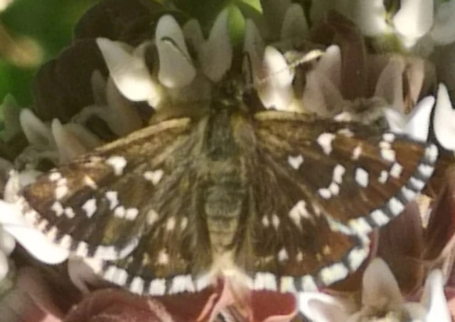 Pyrgus malvae - kis busalepke