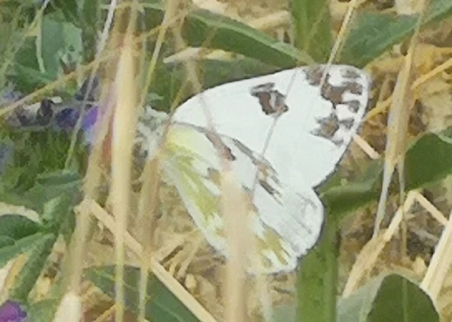 Pontia edusa - rezedalepke