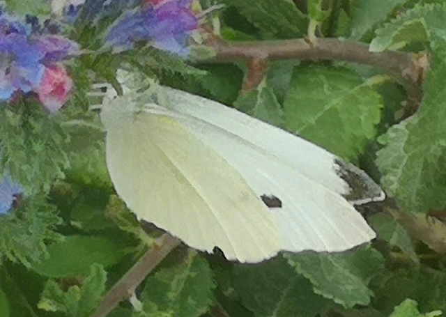 Pieris rapae - répalepke