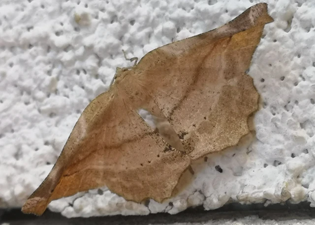 Apeira syringaria - orgona-araszoló