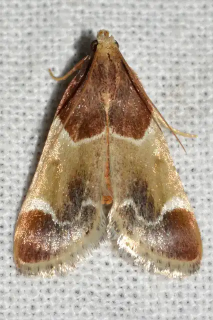 Pyralis farinalis - lisztilonca
