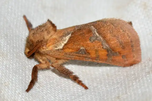 Triodia sylvina - kis gyökérrágólepke
