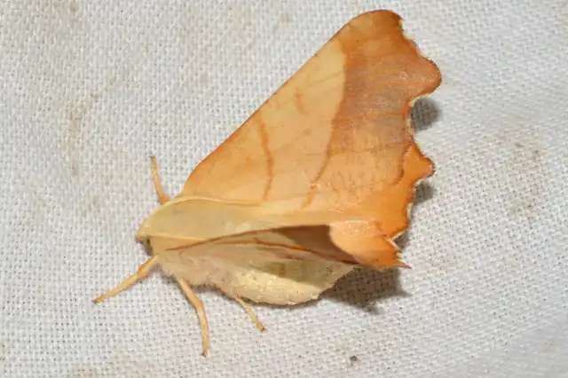 Ennomos fuscantaria - kőris-levélaraszoló