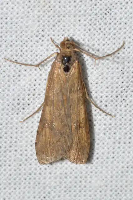 Nomophila noctuella - közönséges vándormoly