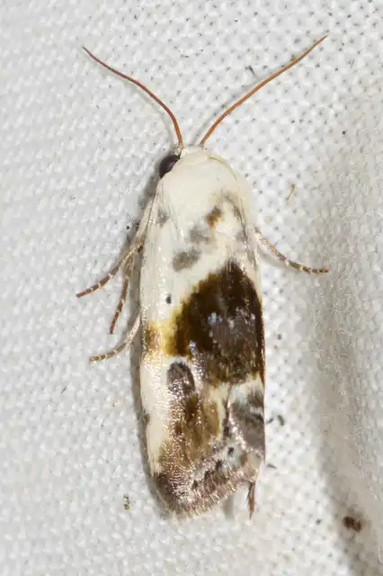Ponometia candefacta - parlagfűbagoly