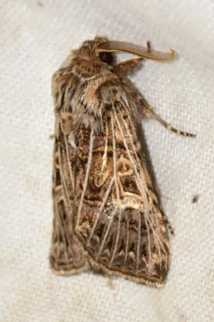 Tholera decimalis - közönséges fésűsbagoly