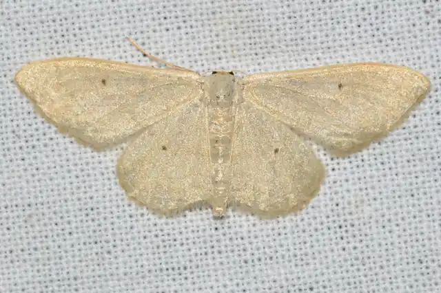 Idaea straminata - szalmasárga sávosaraszoló