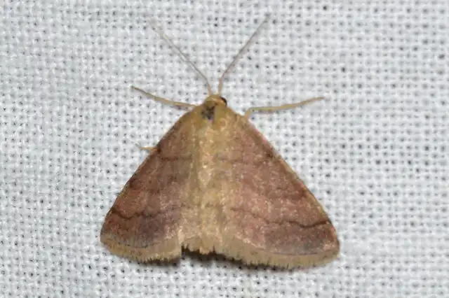 Scopula rubiginata - réti pirosaraszoló