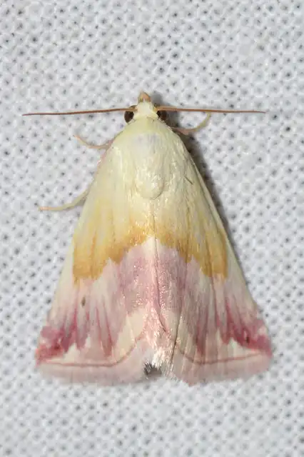 Eublemma purpurina - bíboros törpebagoly