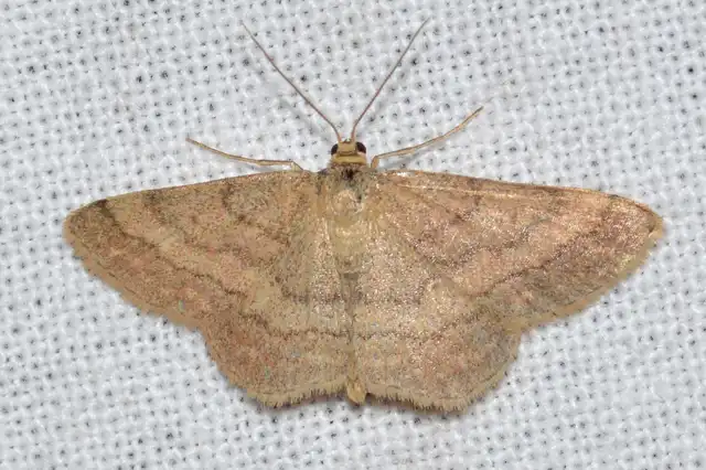 Scopula rubiginata - réti pirosaraszoló