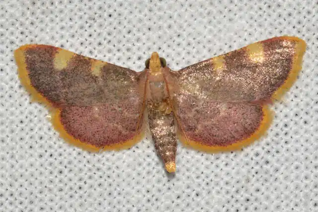 Hypsopygia costalis - szénailonca