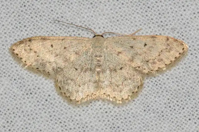 Scopula marginepunctata - pettyes sávosaraszoló