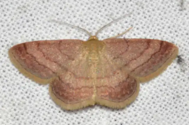 Scopula rubiginata - réti pirosaraszoló