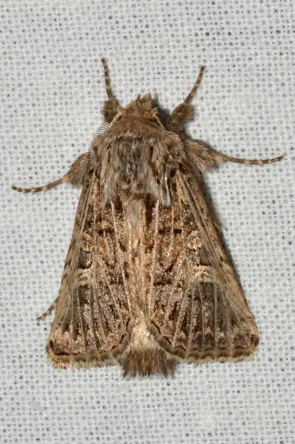 Tholera decimalis - közönséges fésűsbagoly