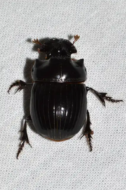 Copris lunaris - közönséges holdszarvú-ganéjtúró