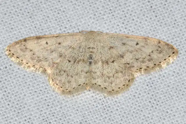 Scopula marginepunctata - pettyes sávosaraszoló
