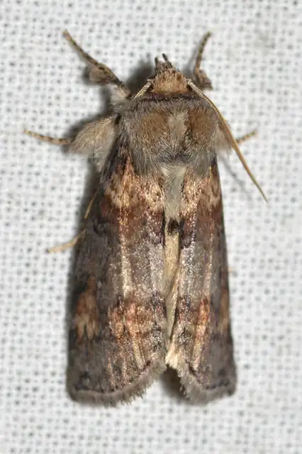 Cymatophorima diluta - őszi pihésszövő