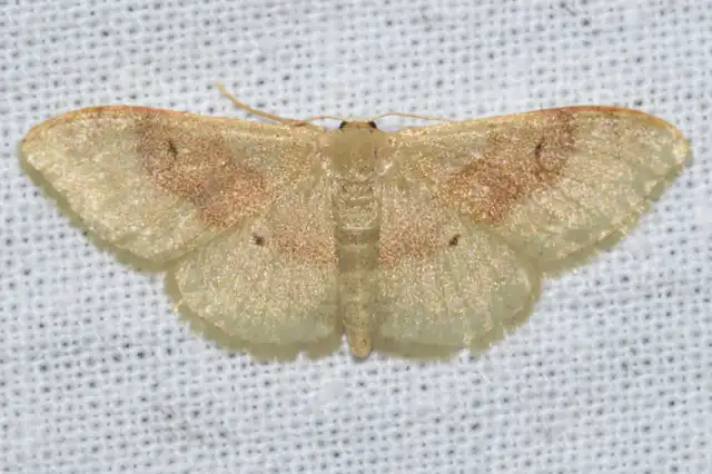 Idaea degeneraria - barnasávos araszoló