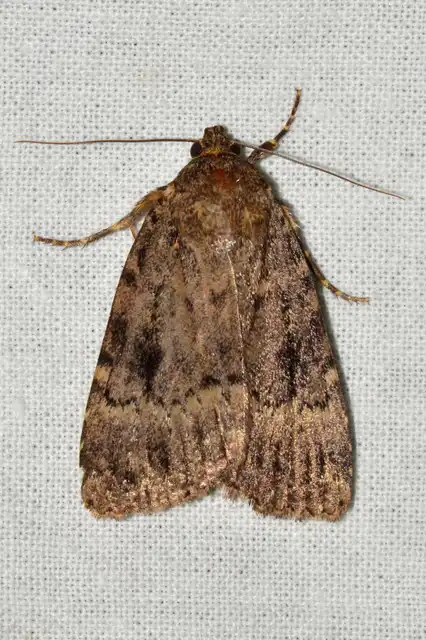 Amphipyra berbera/pyramidea