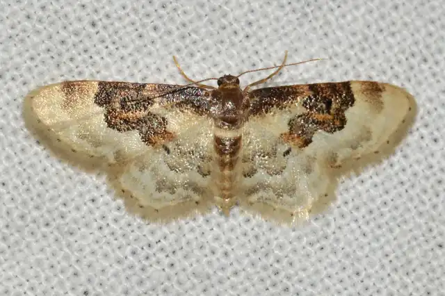Idaea rusticata - tarka apróaraszoló