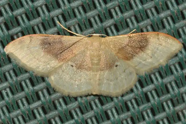 Idaea degeneraria - barnasávos araszoló