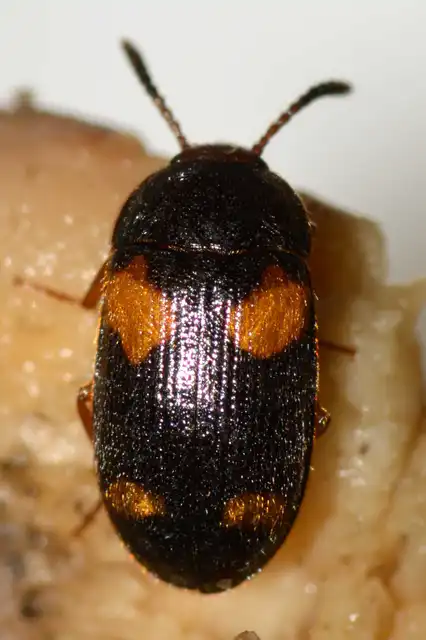 Mycetophagus quadripustulatus - négyfoltos gombabogár