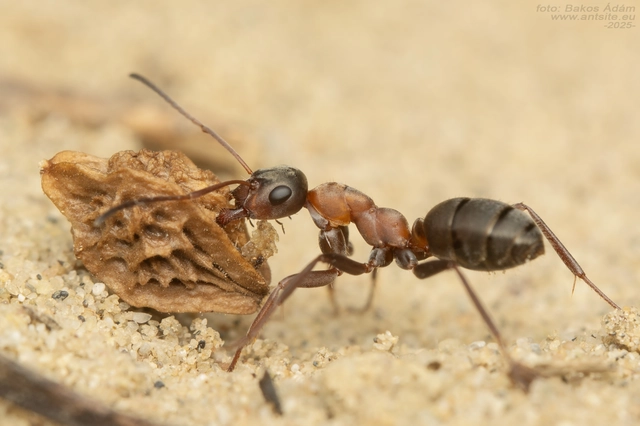 Formica rufibarbis - vörös rabszolgahangya