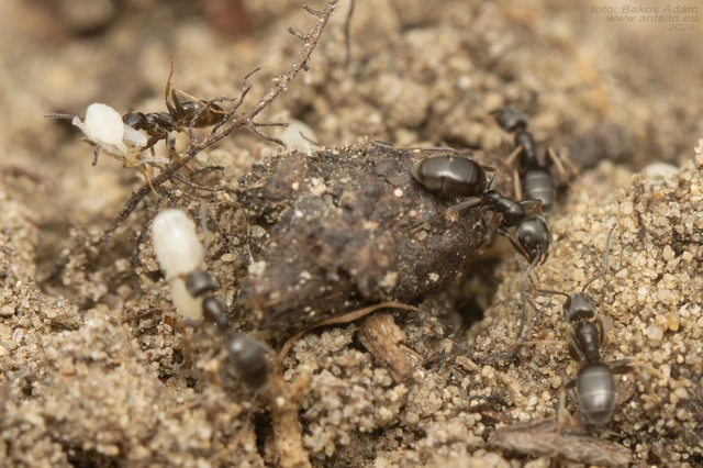 Tapinoma erraticum - kóborhangya