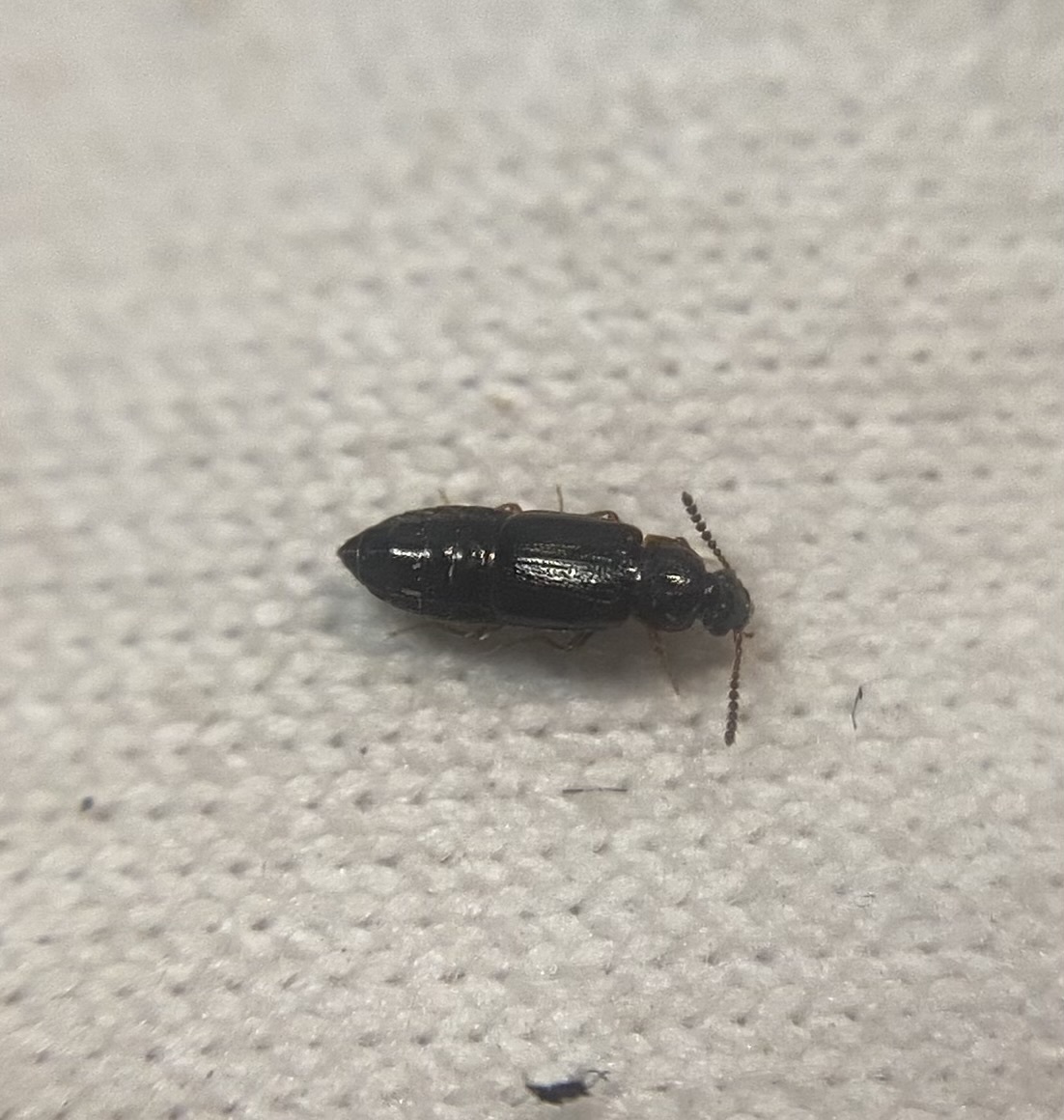 Phyllodrepa nigra