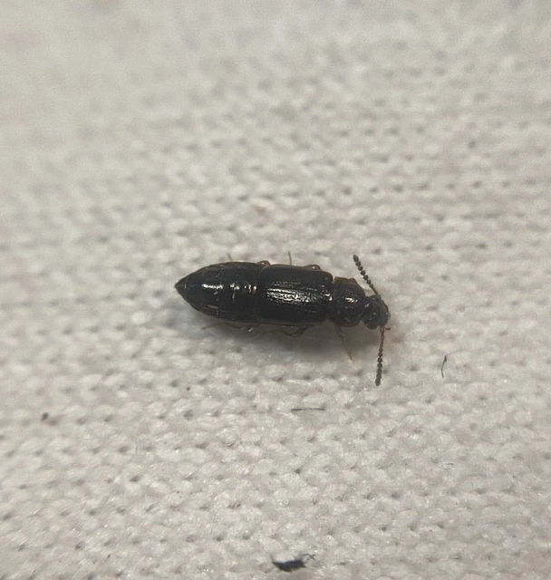 Phyllodrepa nigra