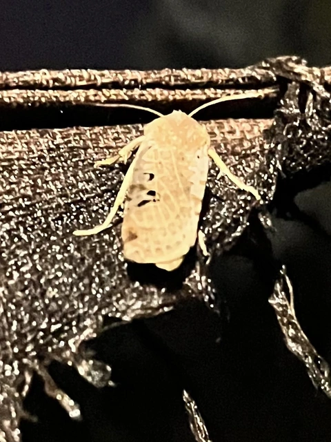 Conistra rubiginosa - szürke télibagoly