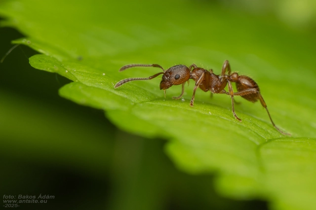 Myrmica rubra - közönséges bütyköshangya