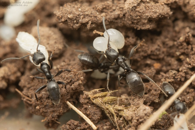 Tapinoma erraticum - kóborhangya