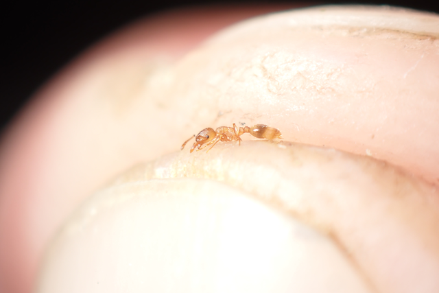 Temnothorax